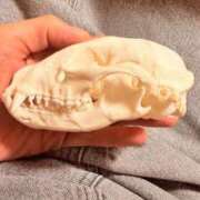 ヒメ日記 2025/11/17 23:43 投稿 葵あお ミスターダンディー