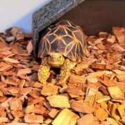 ヒメ日記 2025/11/21 16:33 投稿 葵あお ミスターダンディー