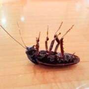 ヒメ日記 2026/03/08 09:33 投稿 葵あお ミスターダンディー