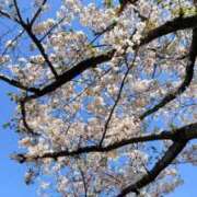 ヒメ日記 2026/04/03 15:33 投稿 葵あお ミスターダンディー