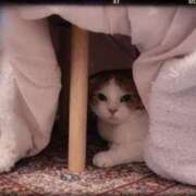 すみれ 猫ちゃん用こたつ 梅田ゴールデン倶楽部