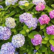 ヒメ日記 2026/07/01 20:55 投稿 陽子-Youko- Aroma Bloom（アロマブルーム）