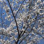 ヒメ日記 2025/03/31 18:22 投稿 らんか [優良人妻店]セレブスタイル（山口～防府～萩）