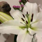 ヒメ日記 2025/04/26 20:25 投稿 らんか [優良人妻店]セレブスタイル（山口～防府～萩）