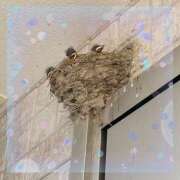 ヒメ日記 2025/08/02 16:46 投稿 らんか [優良人妻店]セレブスタイル（山口～防府～萩）