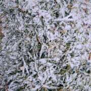 ヒメ日記 2025/03/04 17:11 投稿 もも ANNEX（アネックス）