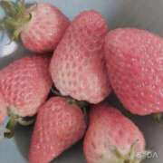 ヒメ日記 2025/05/22 13:10 投稿 もも ANNEX（アネックス）