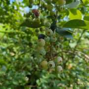 ヒメ日記 2025/07/19 11:53 投稿 もも ANNEX（アネックス）