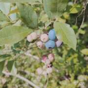 ヒメ日記 2025/07/22 13:17 投稿 もも ANNEX（アネックス）