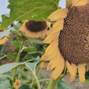 ヒメ日記 2025/08/09 12:25 投稿 もも ANNEX（アネックス）