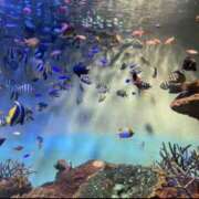 ヒメ日記 2025/07/18 08:55 投稿 れい スピード難波店