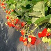 ヒメ日記 2025/02/10 12:02 投稿 立花 人妻風俗チャンネル