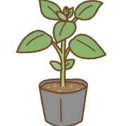 ヒメ日記 2025/05/11 13:01 投稿 立花 人妻風俗チャンネル