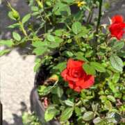 ヒメ日記 2025/06/01 13:29 投稿 立花 人妻風俗チャンネル