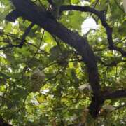 ヒメ日記 2025/09/15 10:57 投稿 立花 人妻風俗チャンネル