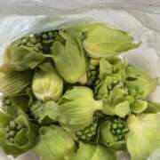 立花 春が来た 人妻風俗チャンネル