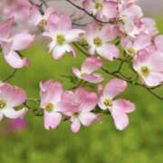 立花 おはようございます 人妻風俗チャンネル