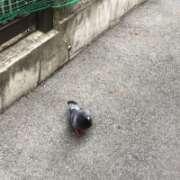 ヒメ日記 2025/09/13 15:14 投稿 山本 人妻風俗チャンネル