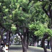 ヒメ日記 2025/09/29 13:30 投稿 山本 人妻風俗チャンネル