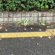 ヒメ日記 2025/11/06 16:00 投稿 山本 人妻風俗チャンネル