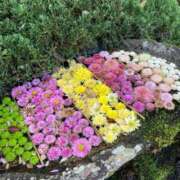 ヒメ日記 2025/02/09 09:01 投稿 とうこ 新宿サンキュー