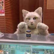 ヒメ日記 2026/03/19 08:52 投稿 とうこ 新宿サンキュー