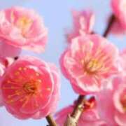 ヒメ日記 2025/02/27 12:56 投稿 君島 華恋人(カレント)