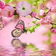 ヒメ日記 2025/03/29 01:10 投稿 君島 華恋人(カレント)