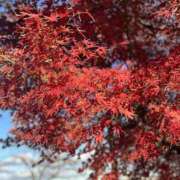 ヒメ日記 2024/12/22 13:08 投稿 ちさと 美熟女倶楽部Hip's 春日部店