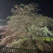 ヒメ日記 2025/04/20 10:24 投稿 ちさと 美熟女倶楽部Hip's 春日部店