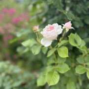 ヒメ日記 2025/06/08 11:44 投稿 ちさと 美熟女倶楽部Hip's 春日部店