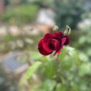 ヒメ日記 2025/06/08 12:06 投稿 ちさと 美熟女倶楽部Hip's 春日部店