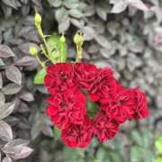 ヒメ日記 2025/07/21 10:34 投稿 ちさと 美熟女倶楽部Hip's 春日部店