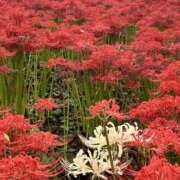 ヒメ日記 2025/10/12 10:27 投稿 ちさと 美熟女倶楽部Hip's 春日部店