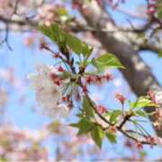 ヒメ日記 2025/03/04 11:11 投稿 つむぎ 横浜人妻ヒットパレード（シンデレラグループ）