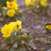 ヒメ日記 2025/12/26 10:04 投稿 つむぎ 横浜人妻ヒットパレード（シンデレラグループ）