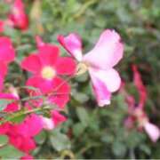 ヒメ日記 2026/01/09 10:53 投稿 つむぎ 横浜人妻ヒットパレード（シンデレラグループ）