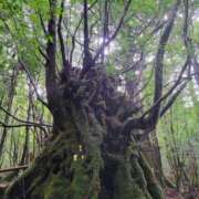 ヒメ日記 2025/10/31 18:03 投稿 上重　まこ プルプル京都性感エステ　はんなり