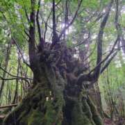 ヒメ日記 2025/10/31 18:05 投稿 上重　まこ プルプル京都性感エステ　はんなり