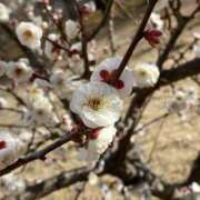 西島 明日10日（月） 人妻風俗チャンネル
