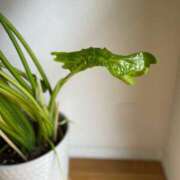 ヒメ日記 2025/04/29 12:08 投稿 かいり 熟女家 堺東店