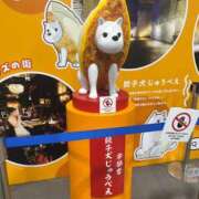 ふゆ お知らせ🐻 渋谷 風俗 いきなりビンビン伝説