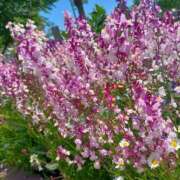 ヒメ日記 2025/05/13 17:03 投稿 美山　あいこ エテルナ京都