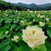 ヒメ日記 2025/07/10 13:53 投稿 ゆりこ 艶熟妻 京都店