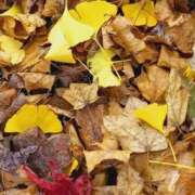 ヒメ日記 2024/12/06 08:59 投稿 みこと 奥様の実話 梅田店