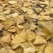 ヒメ日記 2024/12/12 08:56 投稿 みこと 奥様の実話 梅田店