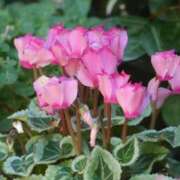 ヒメ日記 2024/12/28 09:10 投稿 みこと 奥様の実話 梅田店