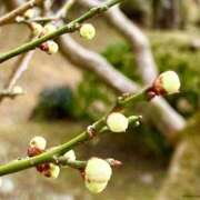 ヒメ日記 2025/01/10 08:51 投稿 みこと 奥様の実話 梅田店