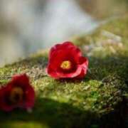 ヒメ日記 2025/01/12 09:09 投稿 みこと 奥様の実話 梅田店