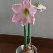 ヒメ日記 2025/01/16 08:55 投稿 みこと 奥様の実話 梅田店